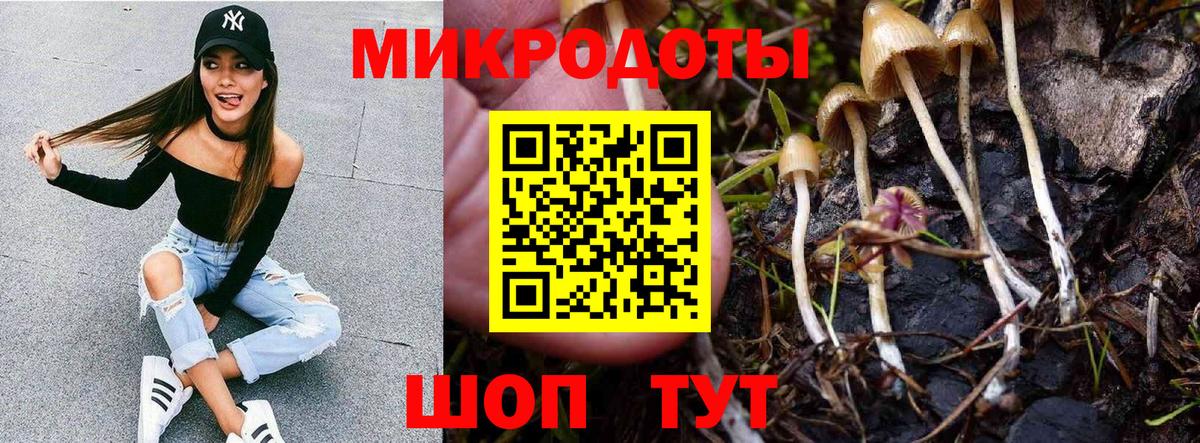 Псилоцибиновые грибы Cubensis Саяногорск